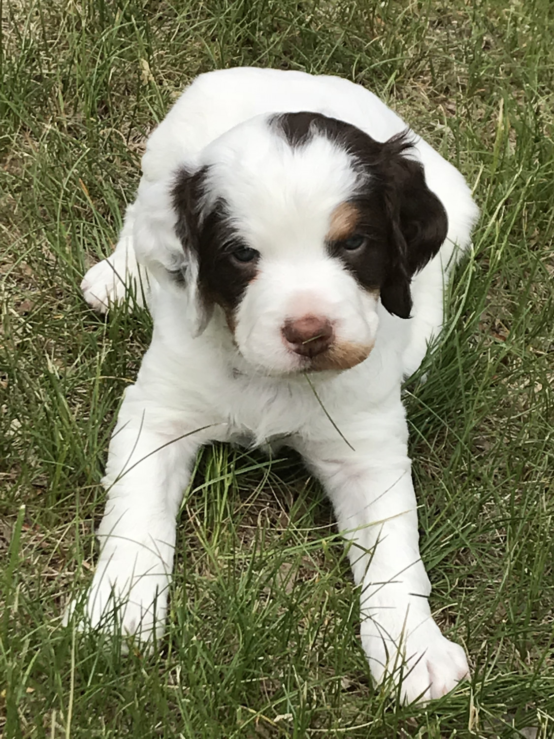 Brittany Puppies For Sale Lake, MI 277146 Petzlover