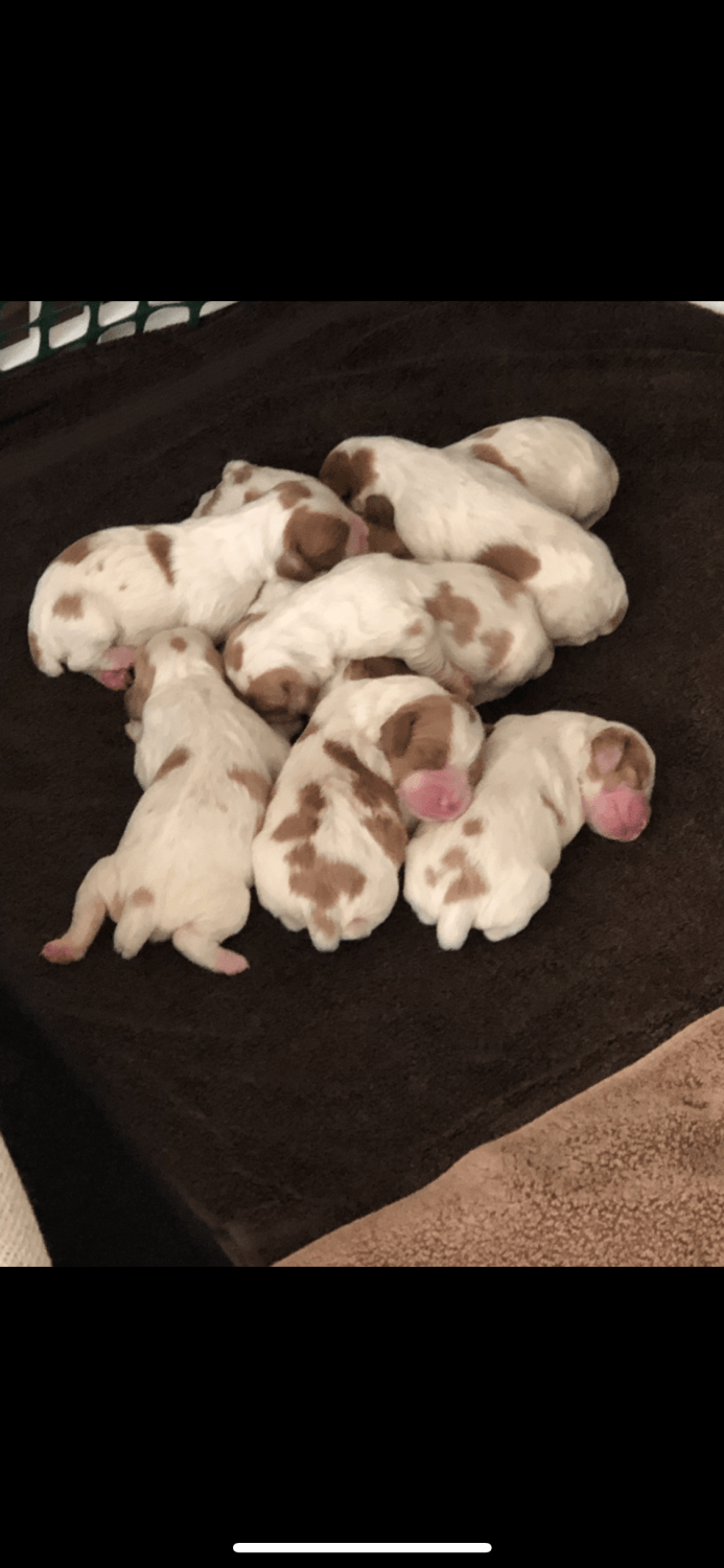 Brittany Puppies For Sale Santa Clarita, CA 298302