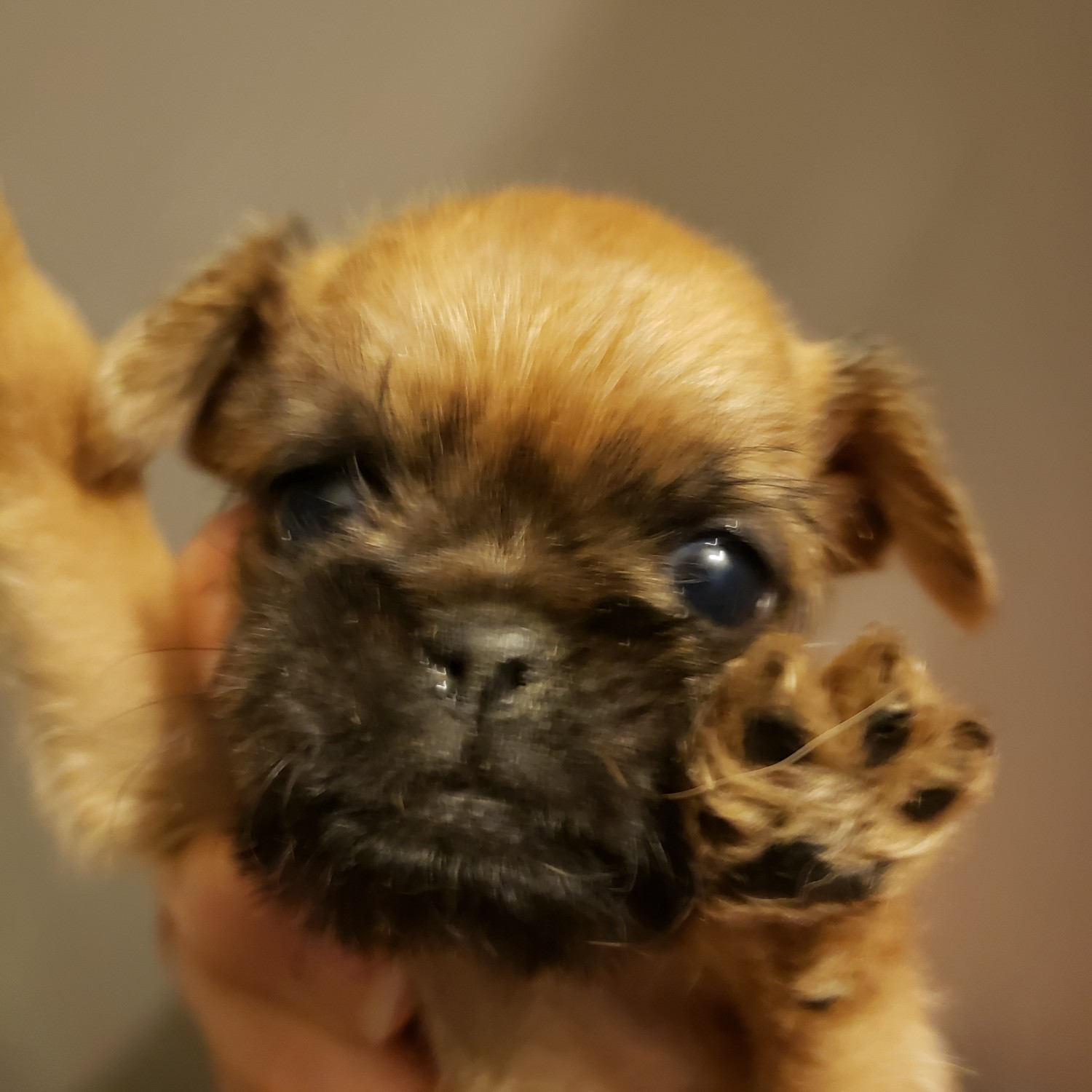 Brussels Griffon For Sale in United States (7) Petzlover