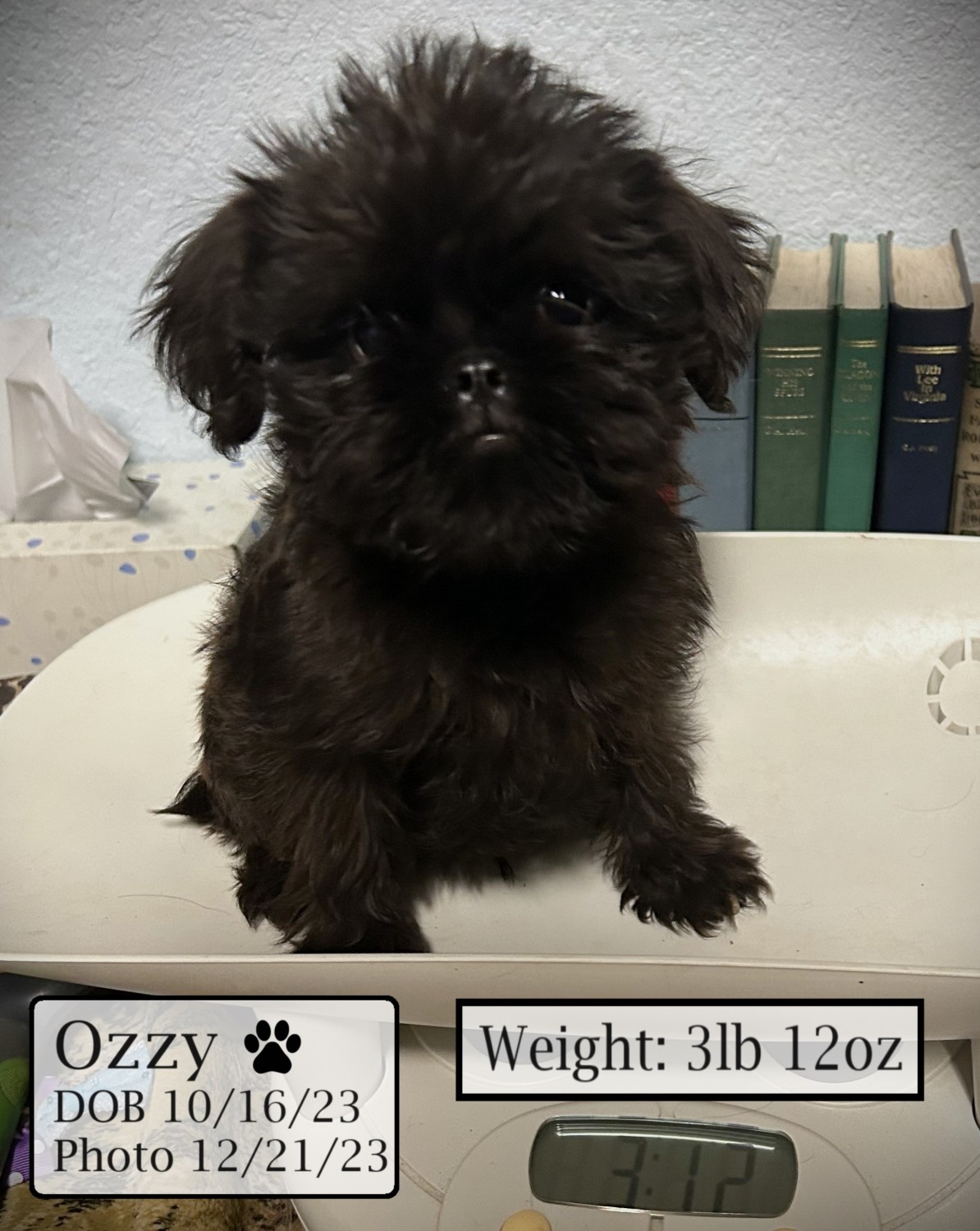 Brussels Griffon For Sale in United States (5) Petzlover
