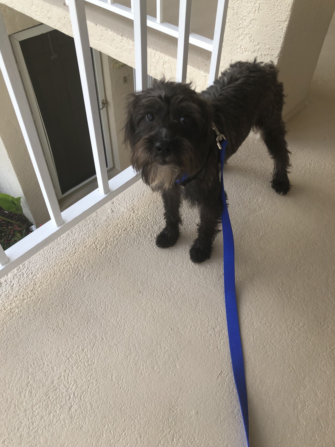 Brussels Griffon Puppies For Sale | Naples, FL #310422