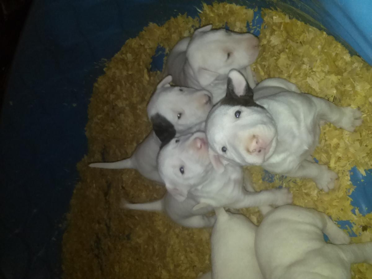 Bull Terrier Puppies For Sale El Paso, TX 127975