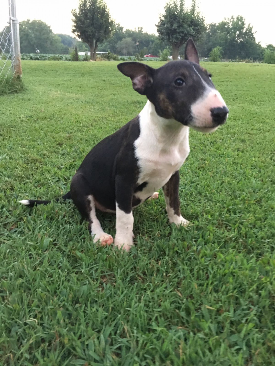 Bull Terrier Puppies For Sale Pleasant View, TN 228705