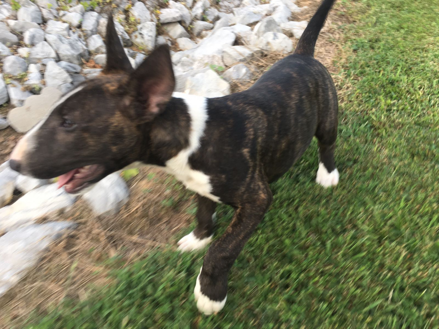 Bull Terrier Puppies For Sale Pleasant View, TN 228706