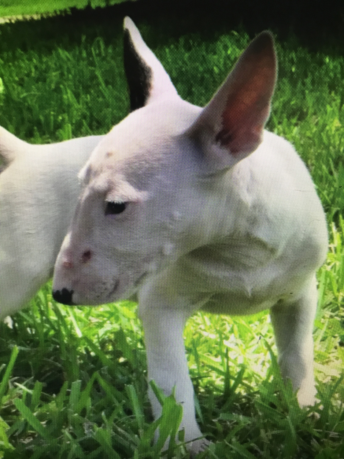 Bull Terrier Puppies For Sale Houston, TX 239943