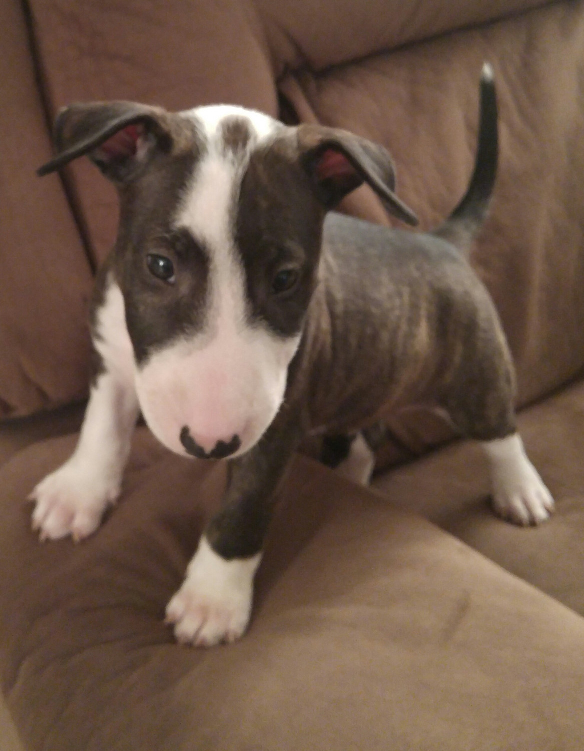 Bull Terrier Puppies For Sale Fort Lauderdale, FL 233027