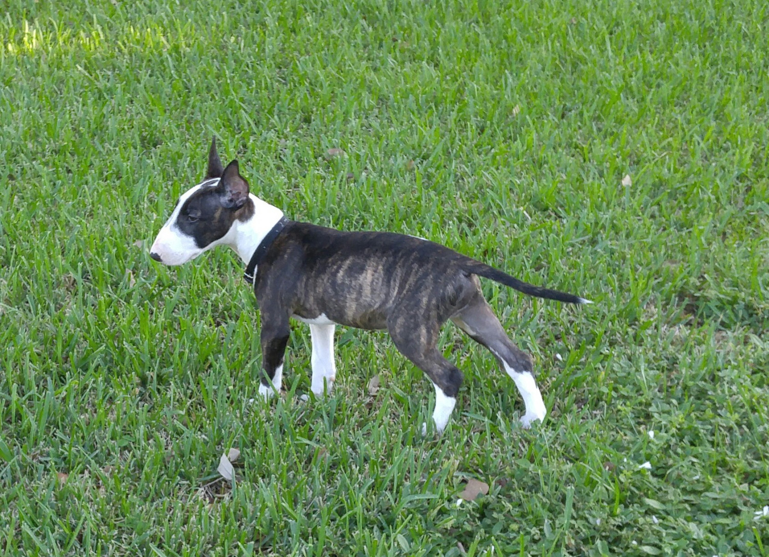 Bull Terrier Puppies For Sale Fort Lauderdale, FL 233027
