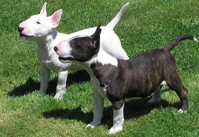 Bull Terrier Puppies For Sale Austin, TX 261562