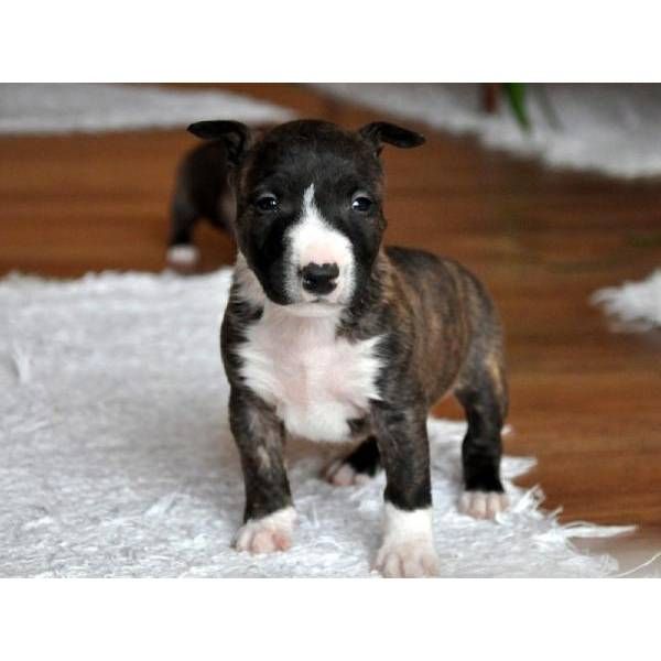 Bull Terrier Puppies For Sale Dallas, TX 280955