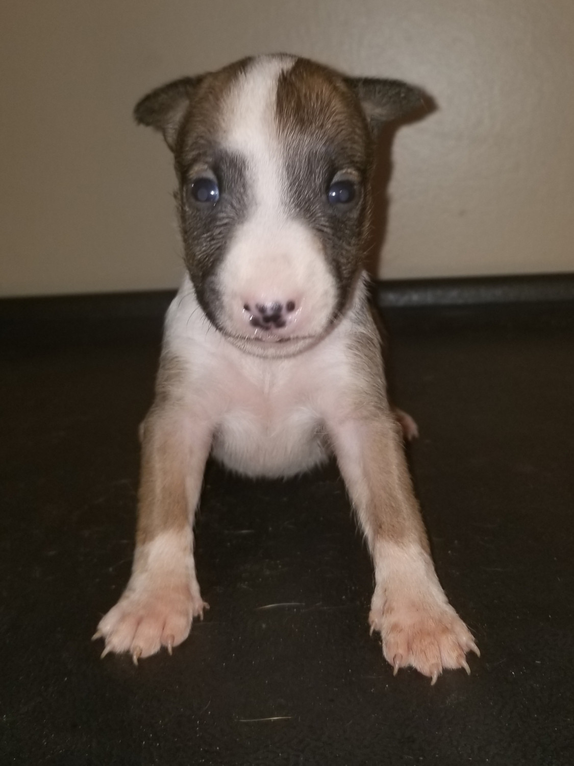 Bull Terrier Puppies For Sale Montgomery, AL 281601