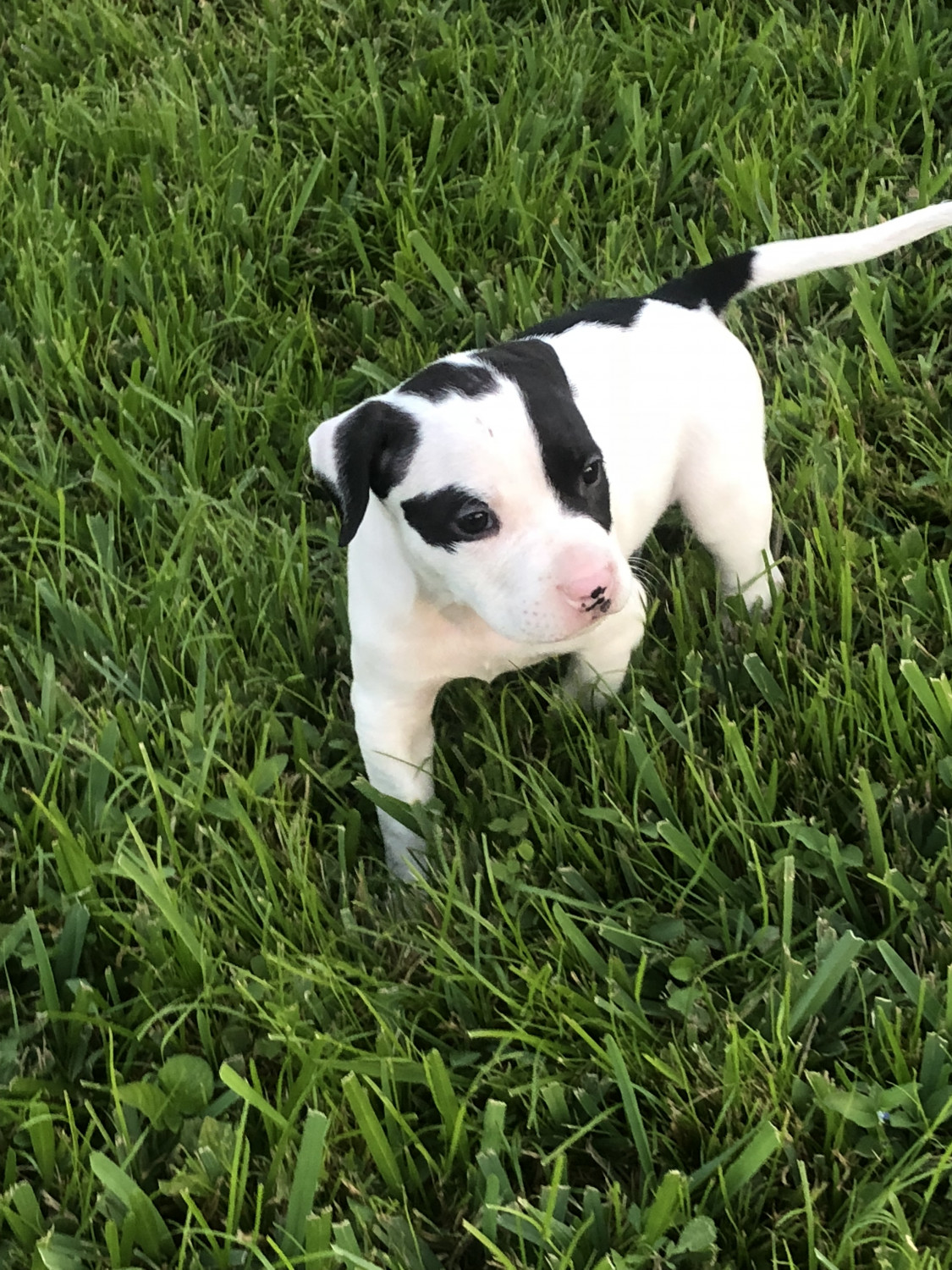 Bull Terrier Puppies For Sale Miami, FL 286876