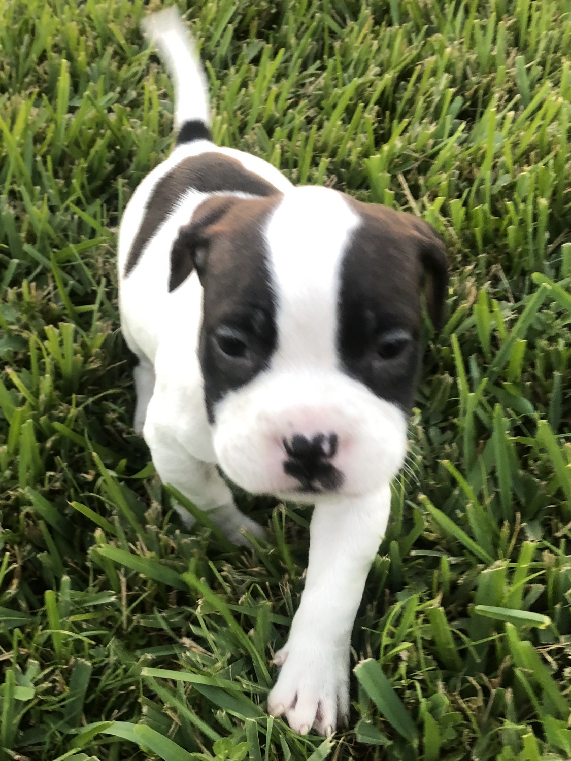 Bull Terrier Puppies For Sale Miami, FL 286876
