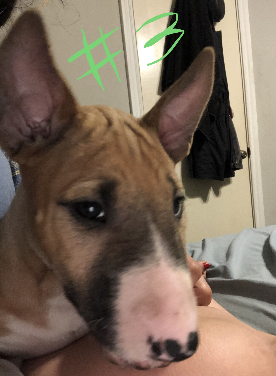 Bull Terrier Puppies For Sale Houston, TX 302678