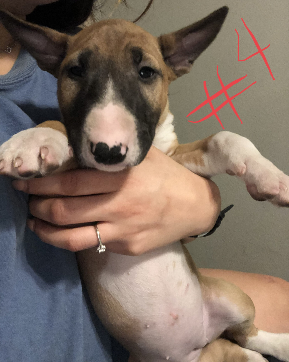 Bull Terrier Puppies For Sale Houston, TX 302678