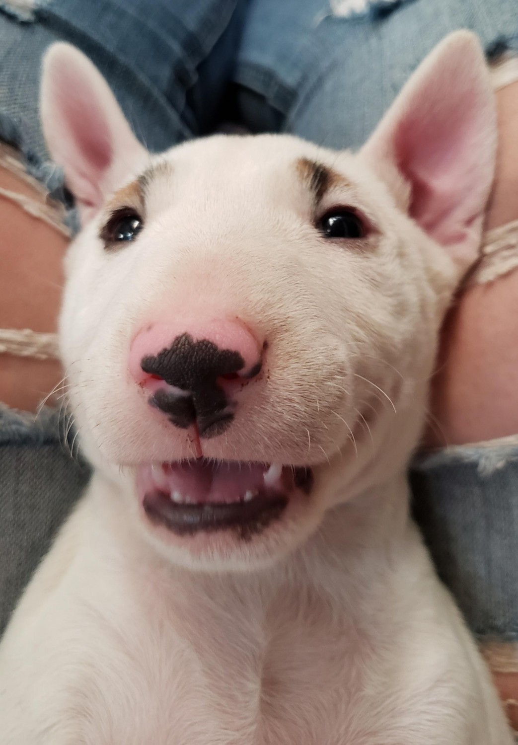 Bull Terrier Puppies For Sale Placerville, CA 311358