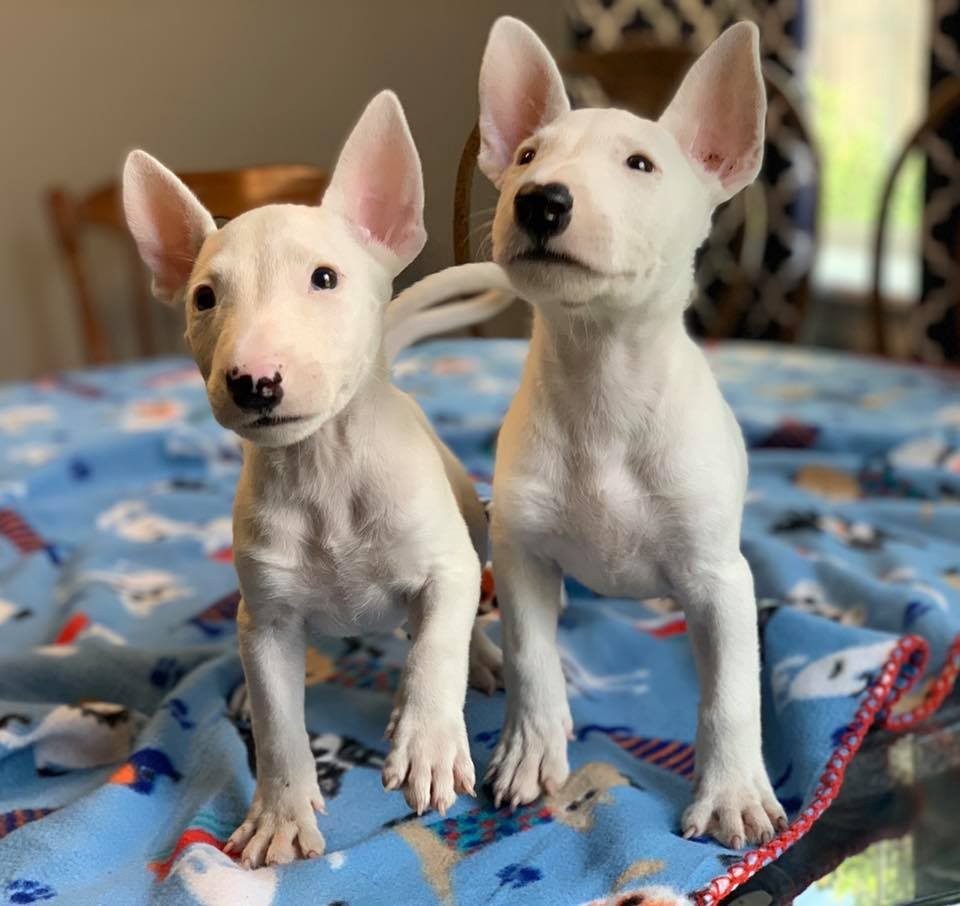 Bull Terrier Puppies For Sale Cleveland, OH 311751