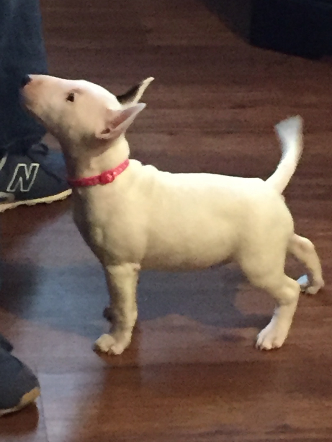 Bull Terrier Miniature Puppies For Sale East Providence