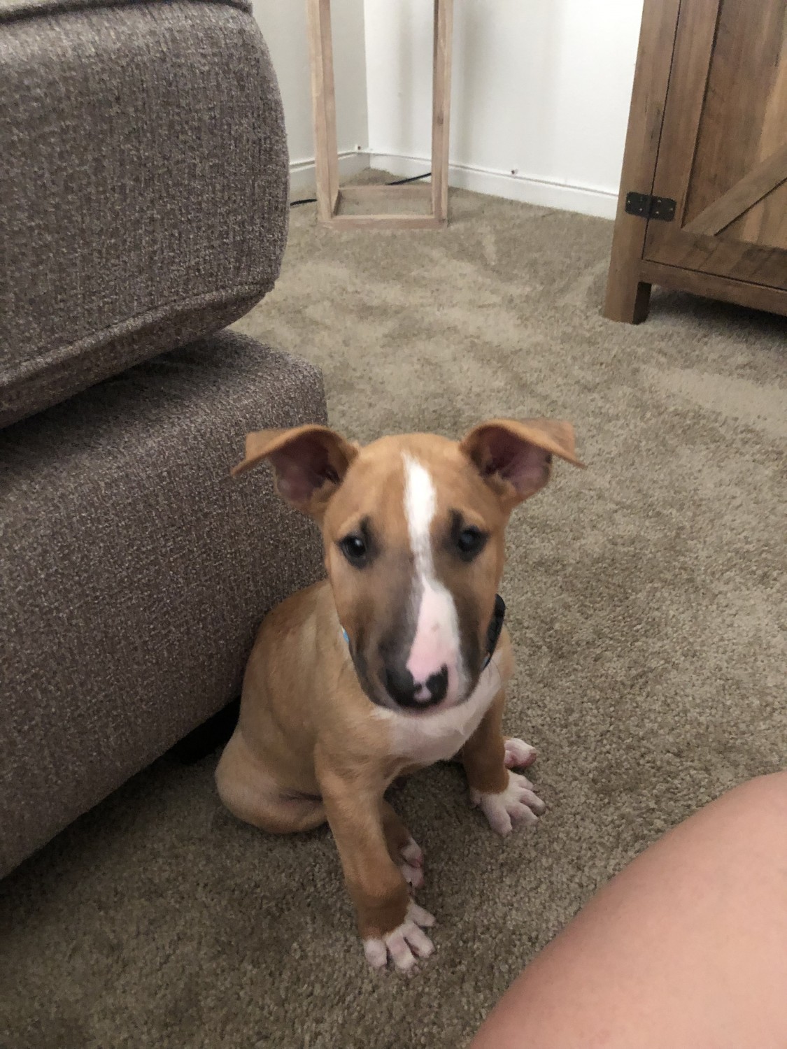 Bull Terrier Miniature Puppies For Sale Woodland, CA 306584