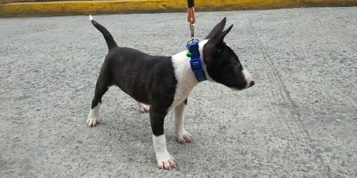 Bull Terrier Miniature Puppies For Sale Manila, NCR 321337