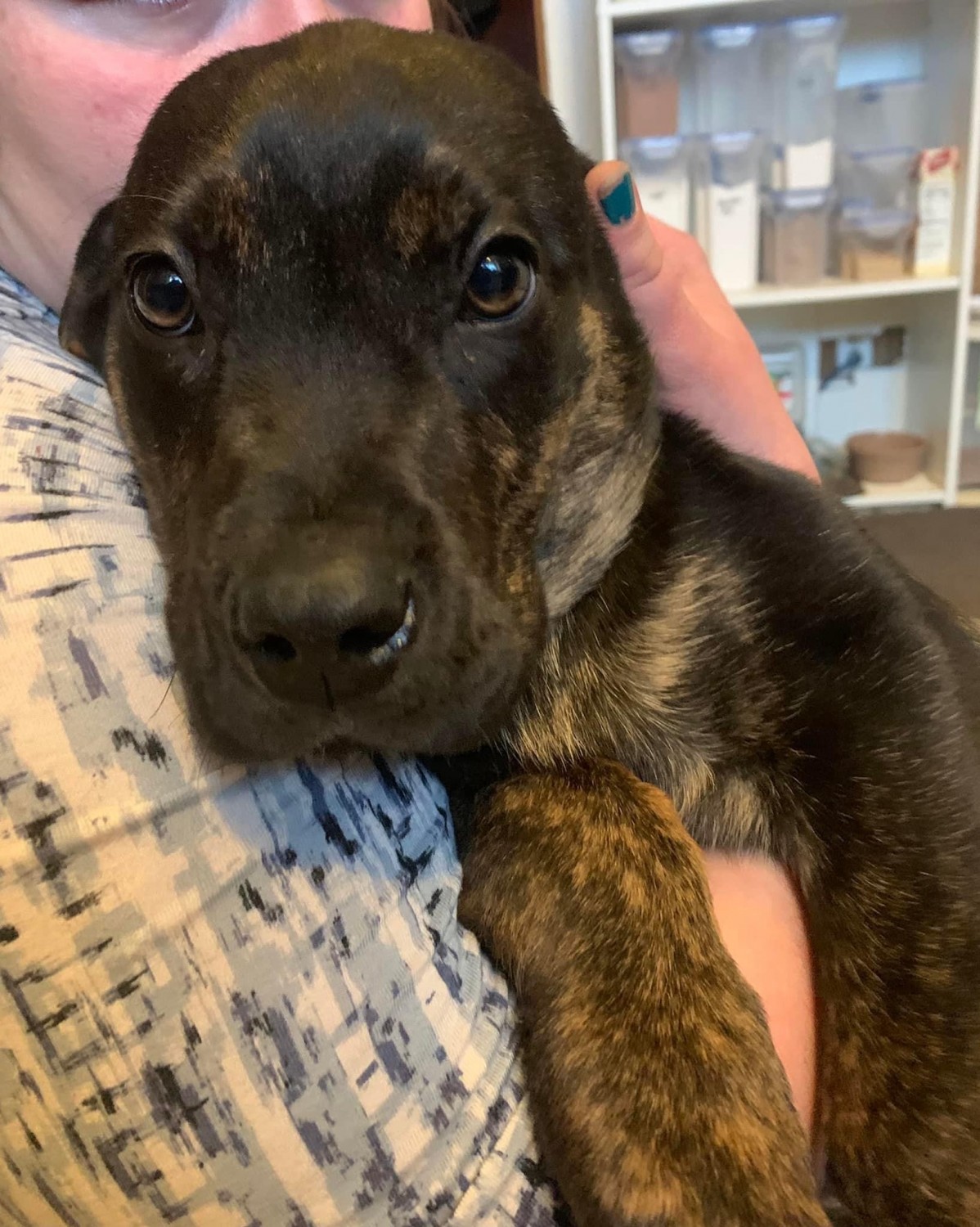 Bullmastiff Puppies For Sale Bonners Ferry, ID 400192