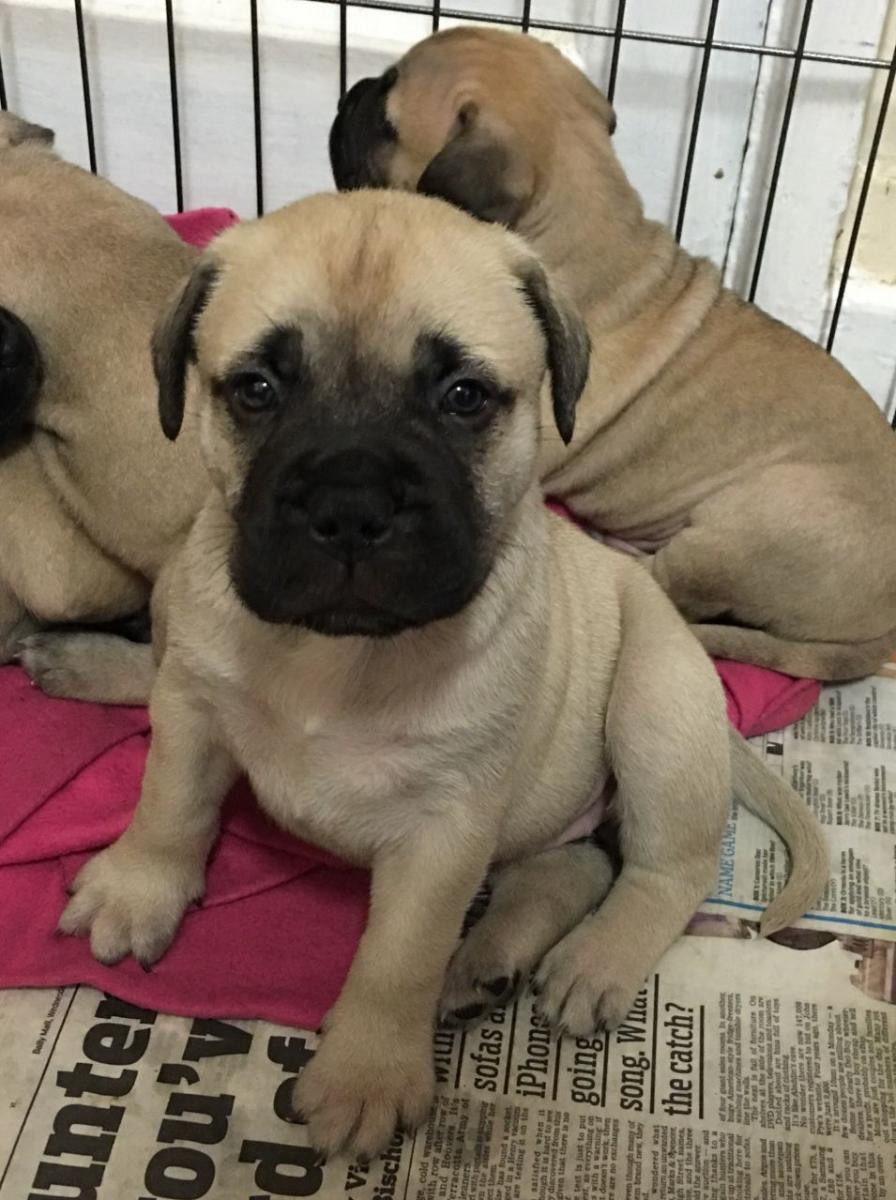 Bullmastiff Puppies For Sale Portland, OR 120334