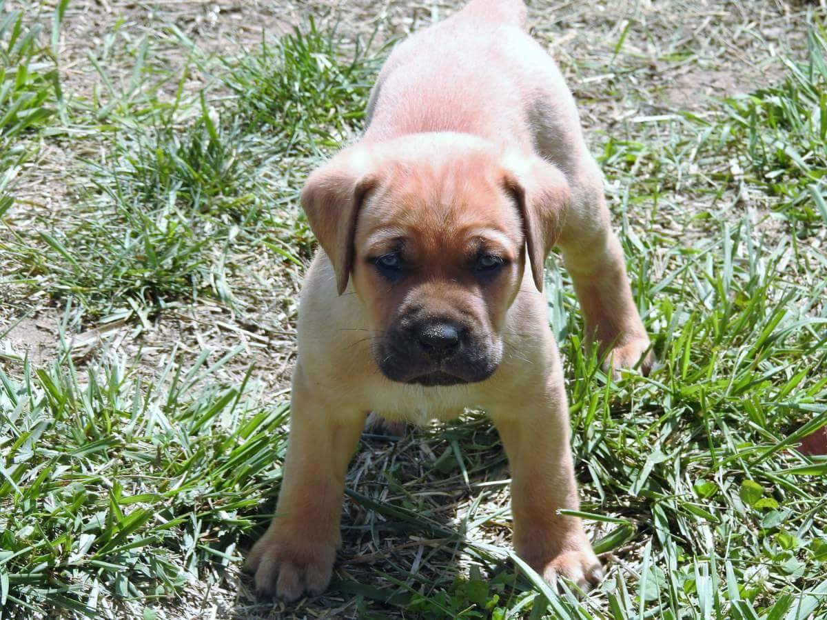 Bullmastiff Puppies For Sale Toledo, OH 228721