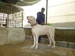 pakistani bully dog for sale