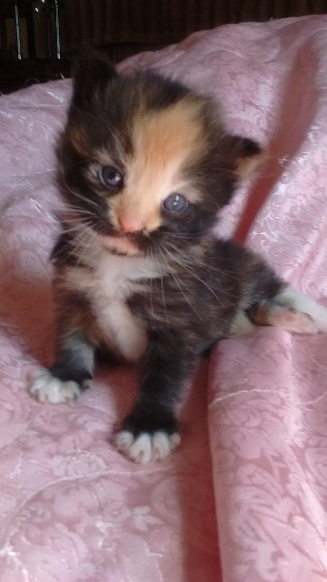 calico kittens for sale