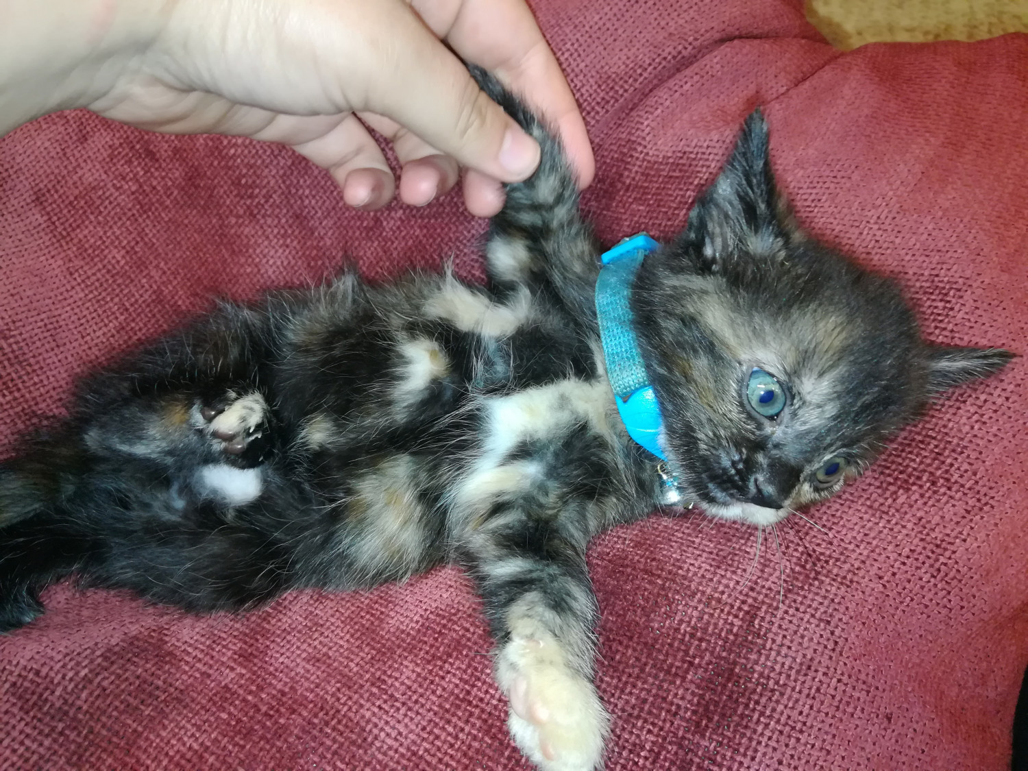 Calico Cats For Sale Spring Lake, NC 190472 Petzlover