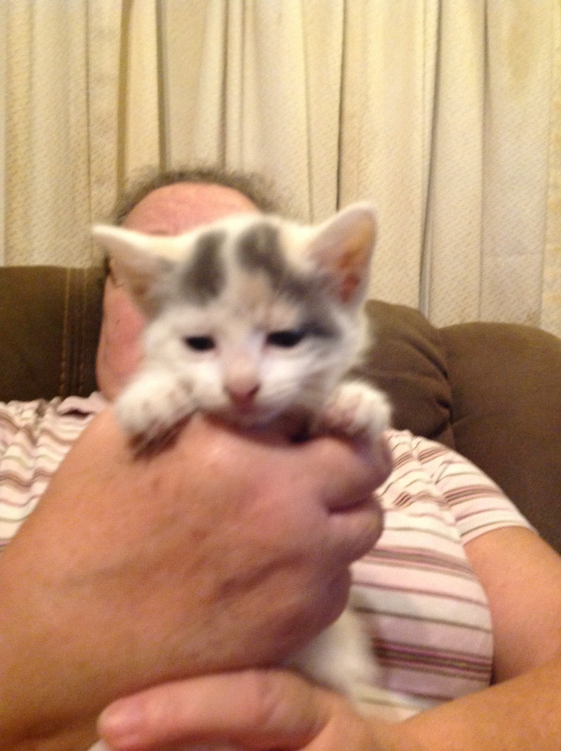 Male Calico Cat For Sale