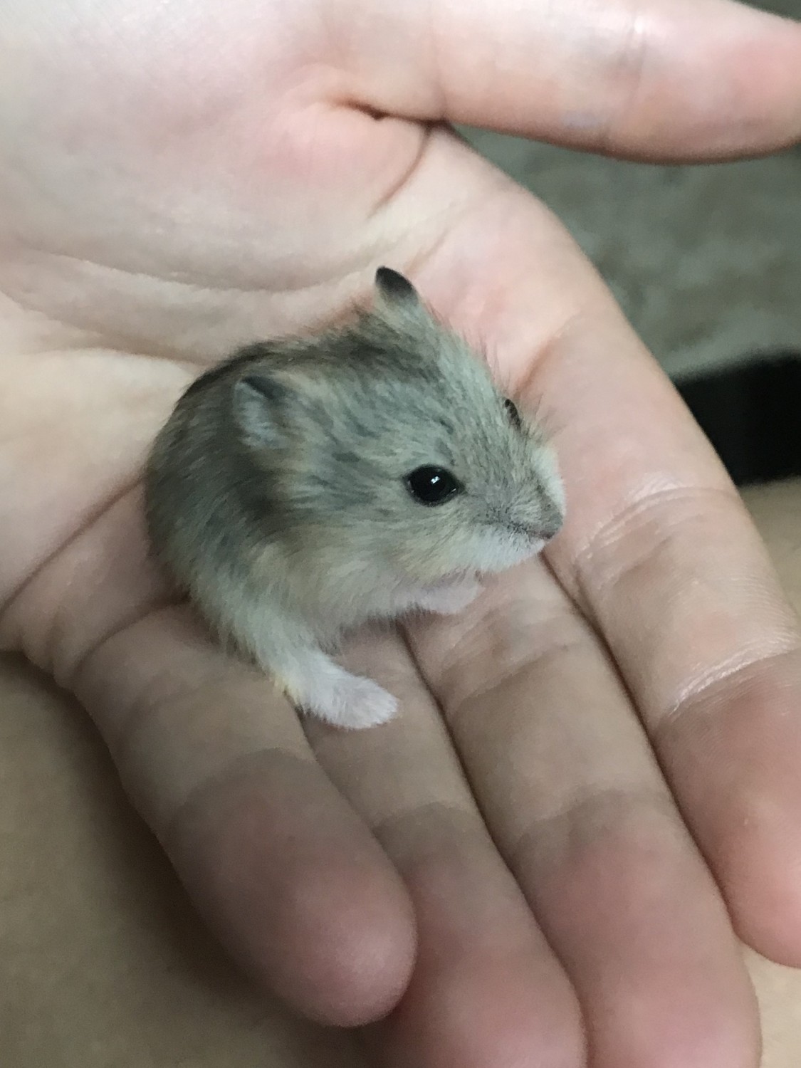 dwarf hamster for sale
