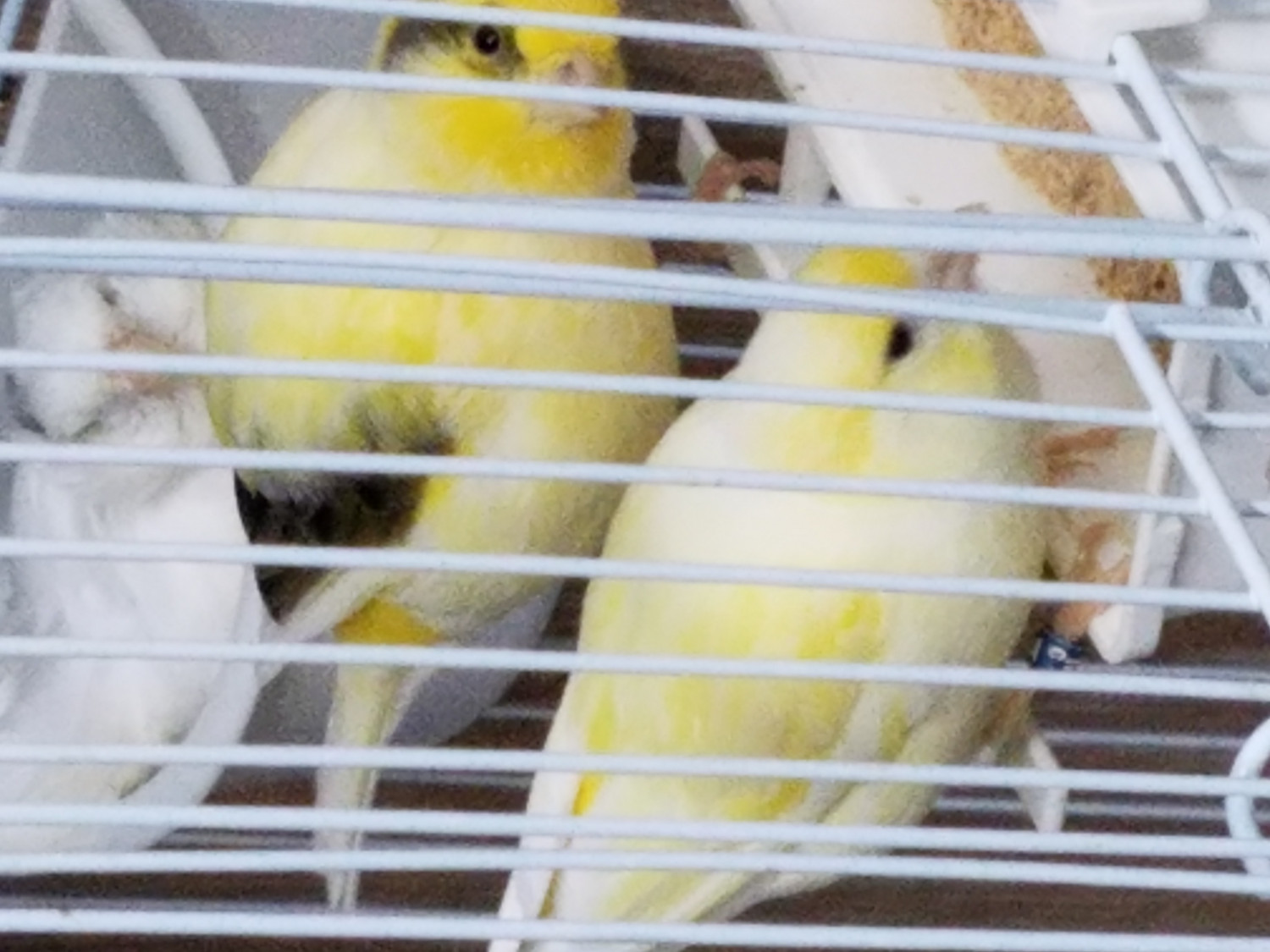 Canary Birds For Sale Riverside, CA 187978 Petzlover