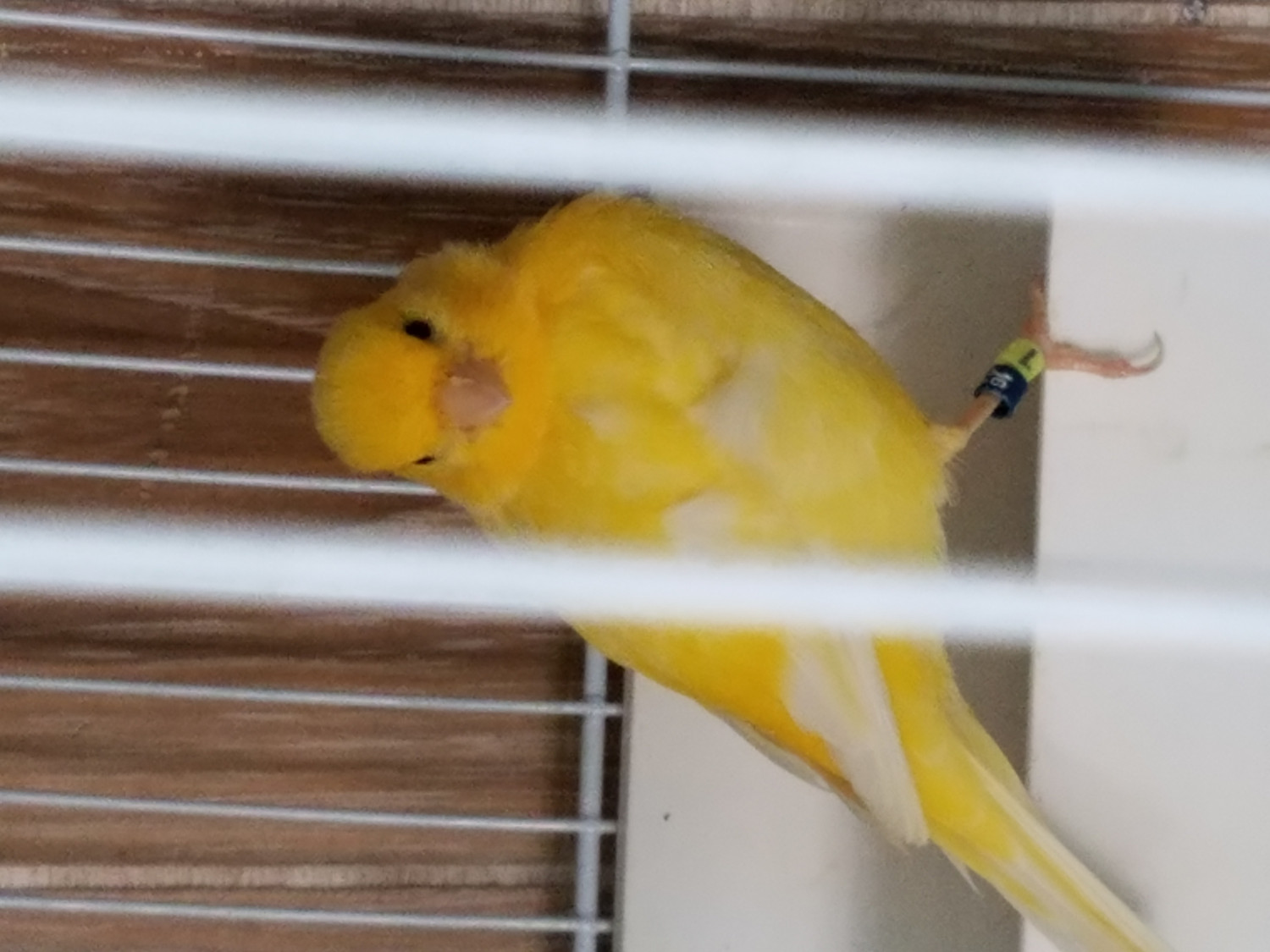 Canary Birds For Sale Riverside, CA 187978 Petzlover