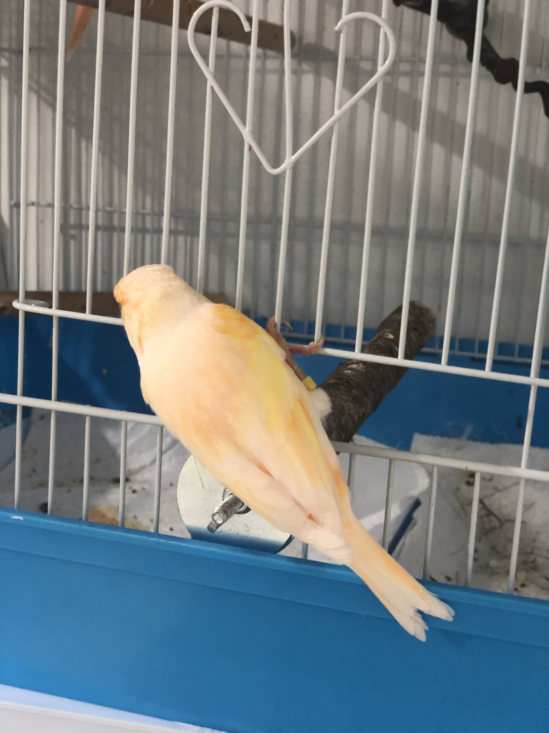 Canary Birds For Sale Staten Island, NY 287894