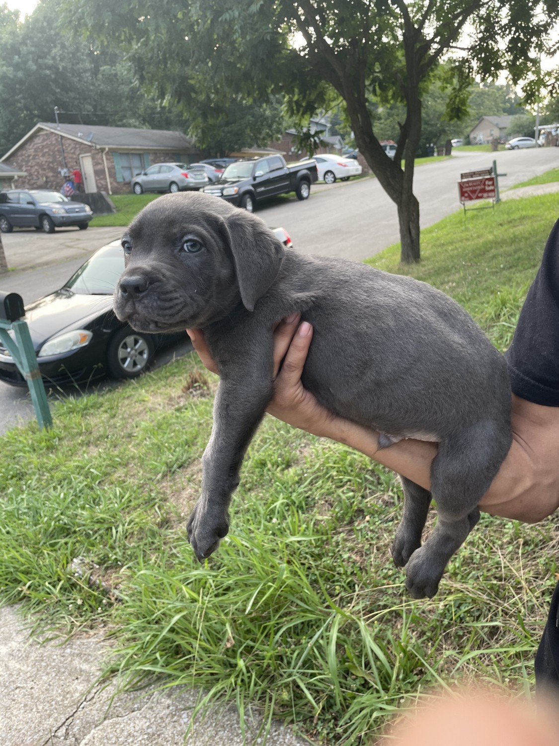 Cane Corso Puppies For Sale Nashville, TN 369129