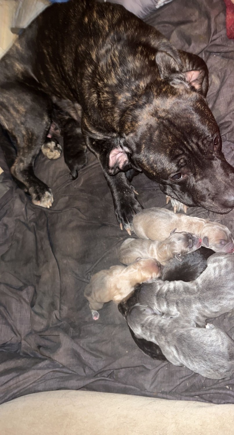 Cane Corso Puppies For Sale Flint, MI 410016 Petzlover