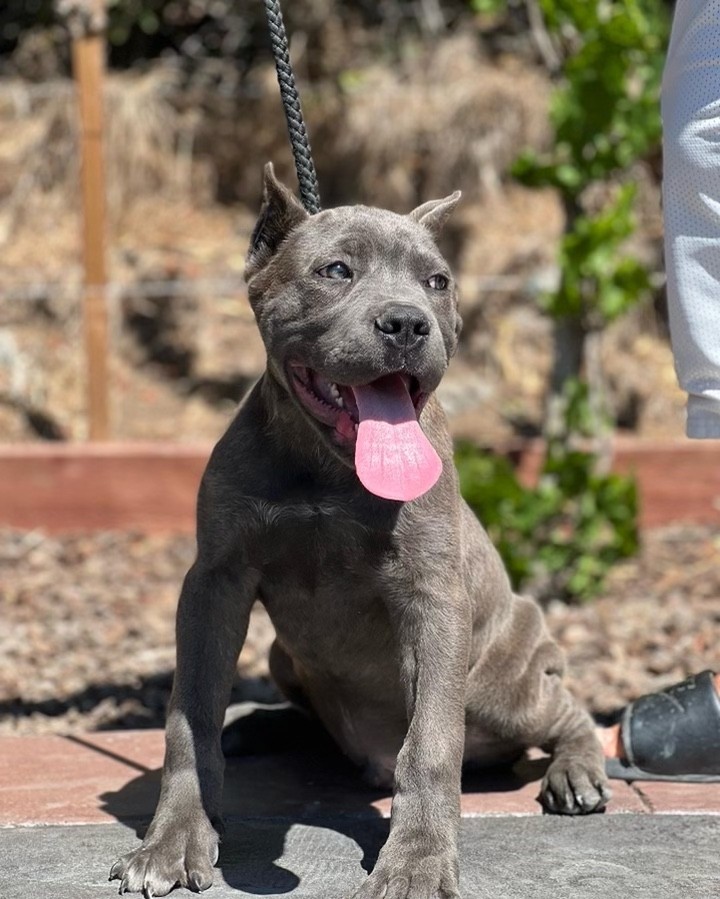 "Cane Corso" Puppies For Sale San Jose, CA 458401