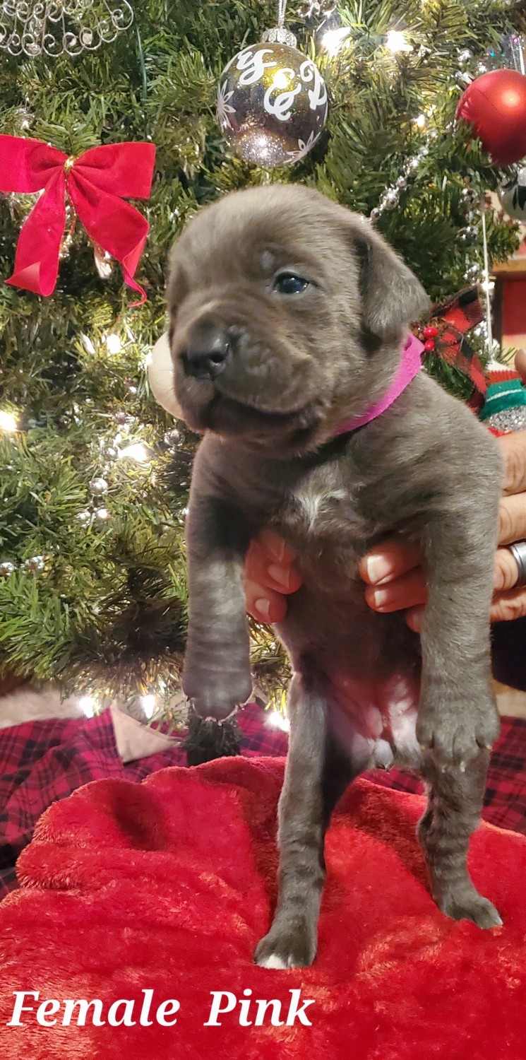 Cane Corso Puppies For Sale Bucks County, PA 557747