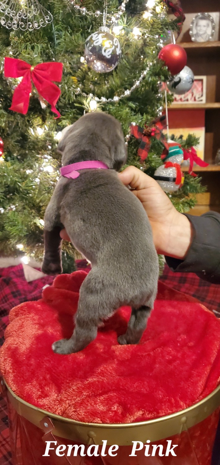 Cane Corso Puppies For Sale Bucks County, PA 557747