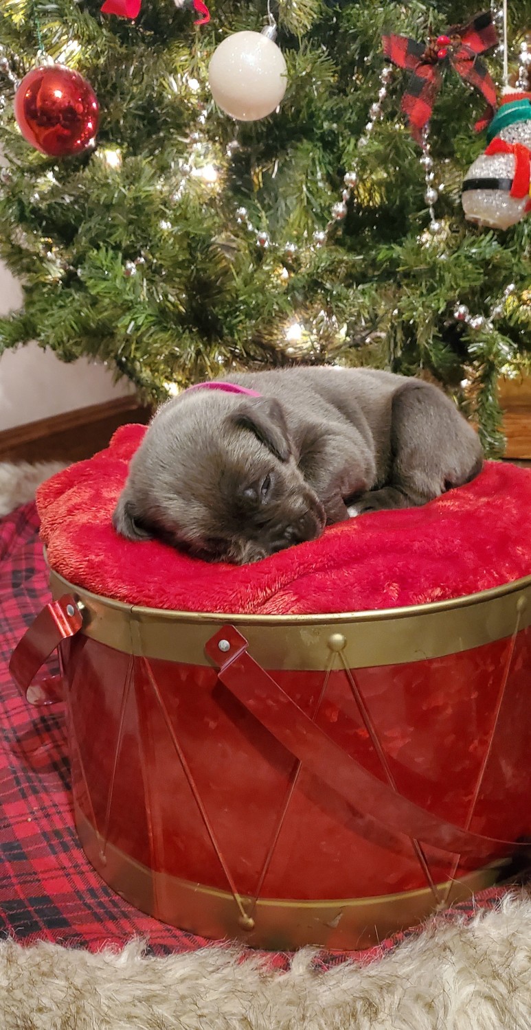 Cane Corso Puppies For Sale Bucks County, PA 557747