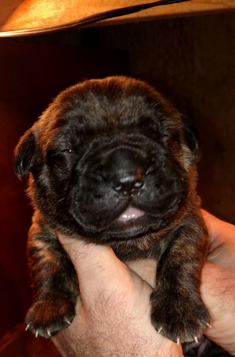 Cane Corso Puppies For Sale St. Louis, MO 110566