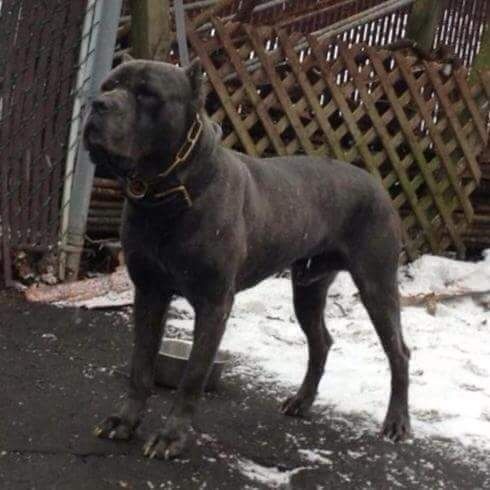fully trained cane corso for sale