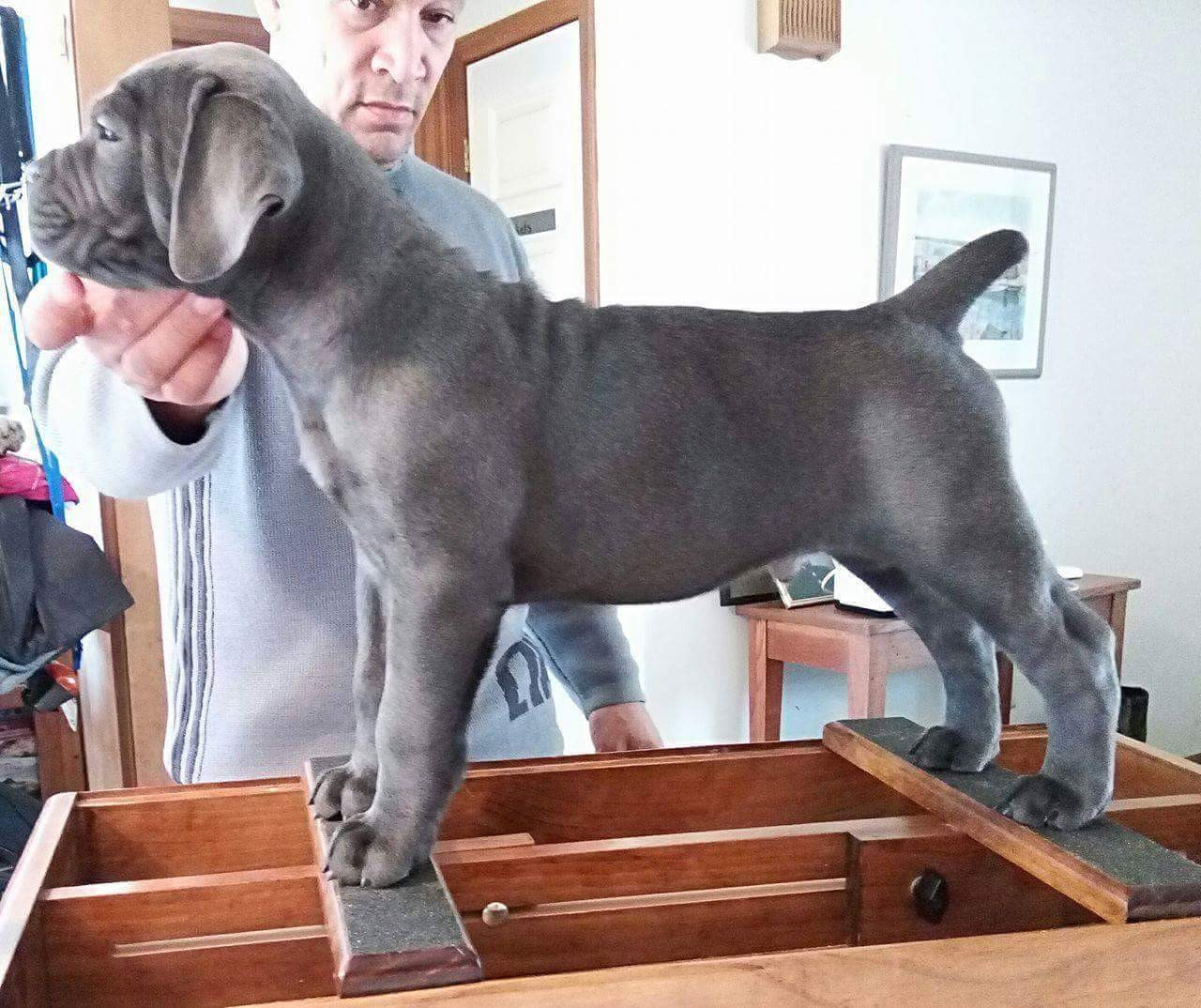 Cane Corso Puppies For Sale Edgartown, MA 182357
