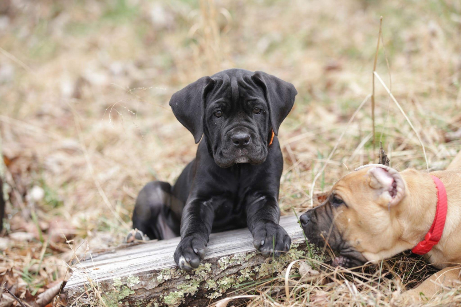 Cane Corso Puppies For Sale In Louisiana