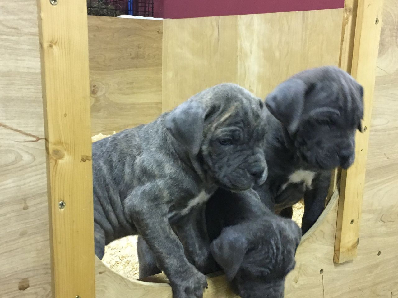 Cane Corso Puppies For Sale Kissimmee, FL 183777