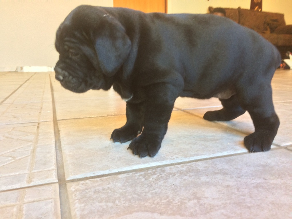 Cane Corso Puppies For Sale Merrillville In 184164