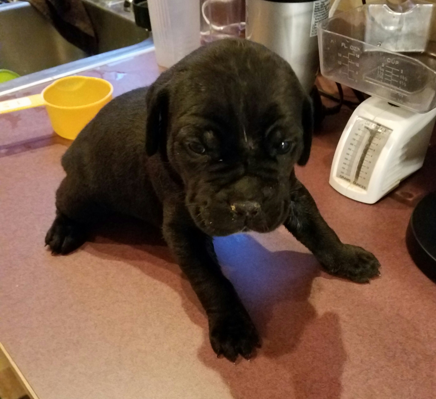 Cane Corso Puppies For Sale Lonsdale, MN 184653