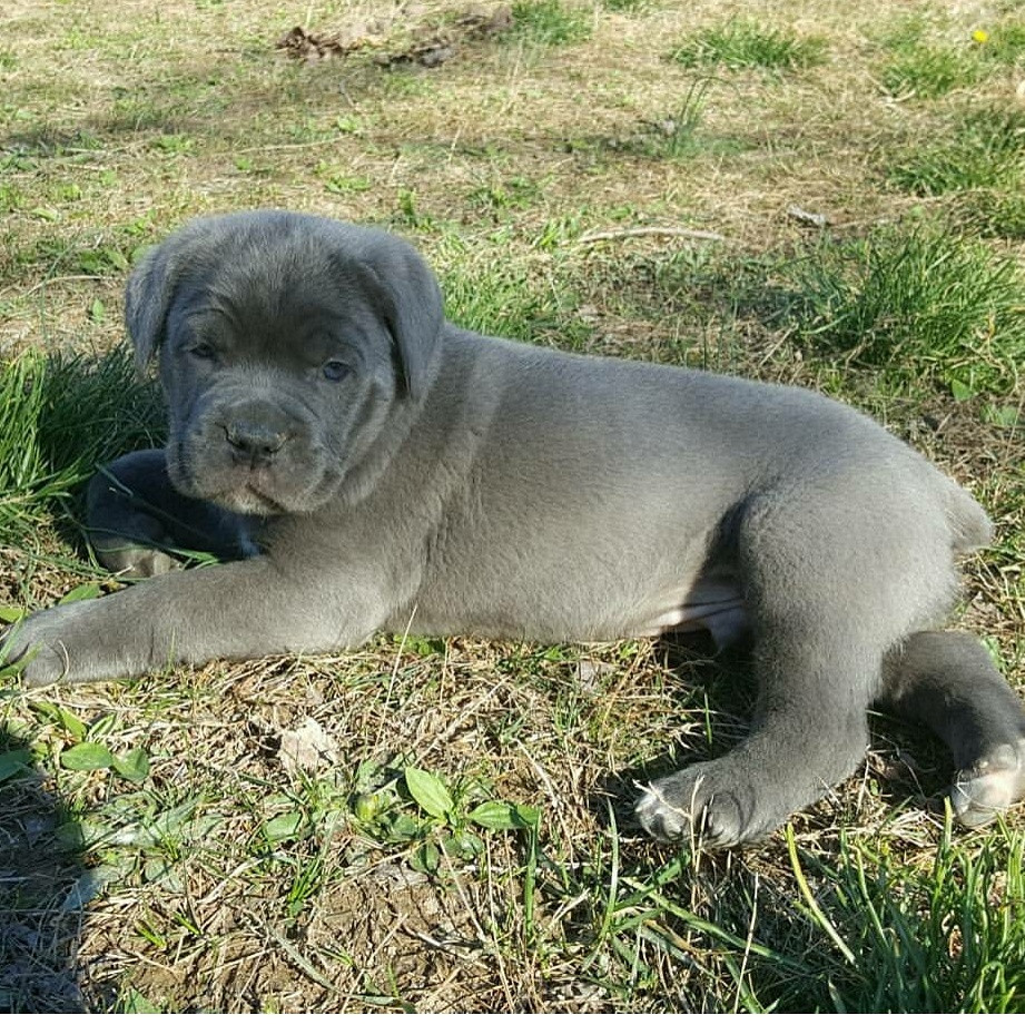 Cane Corso Puppies For Sale MD 189672