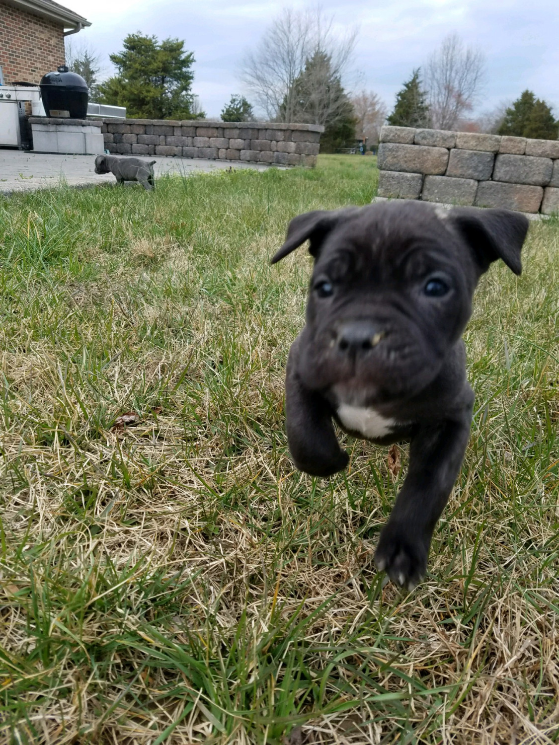 Cane Corso Puppies For Sale MD 189672