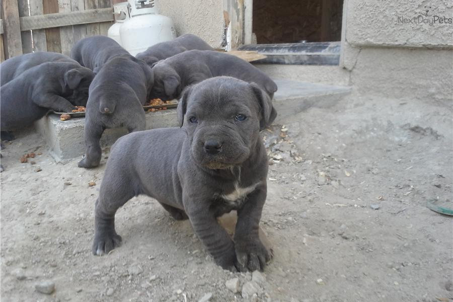 cane corso mastiff puppies for sale near me